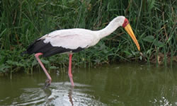 Uganda birding safaris